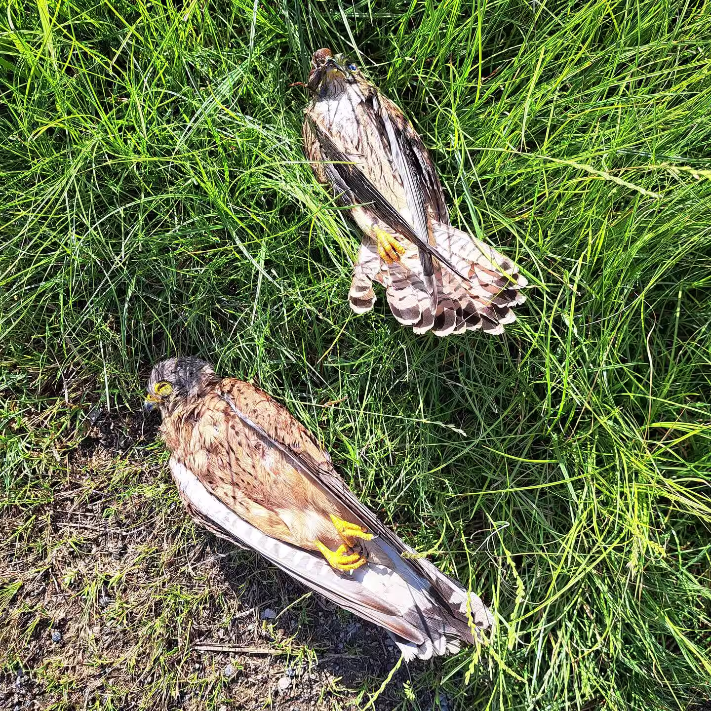 tierrettung hamburg (13)