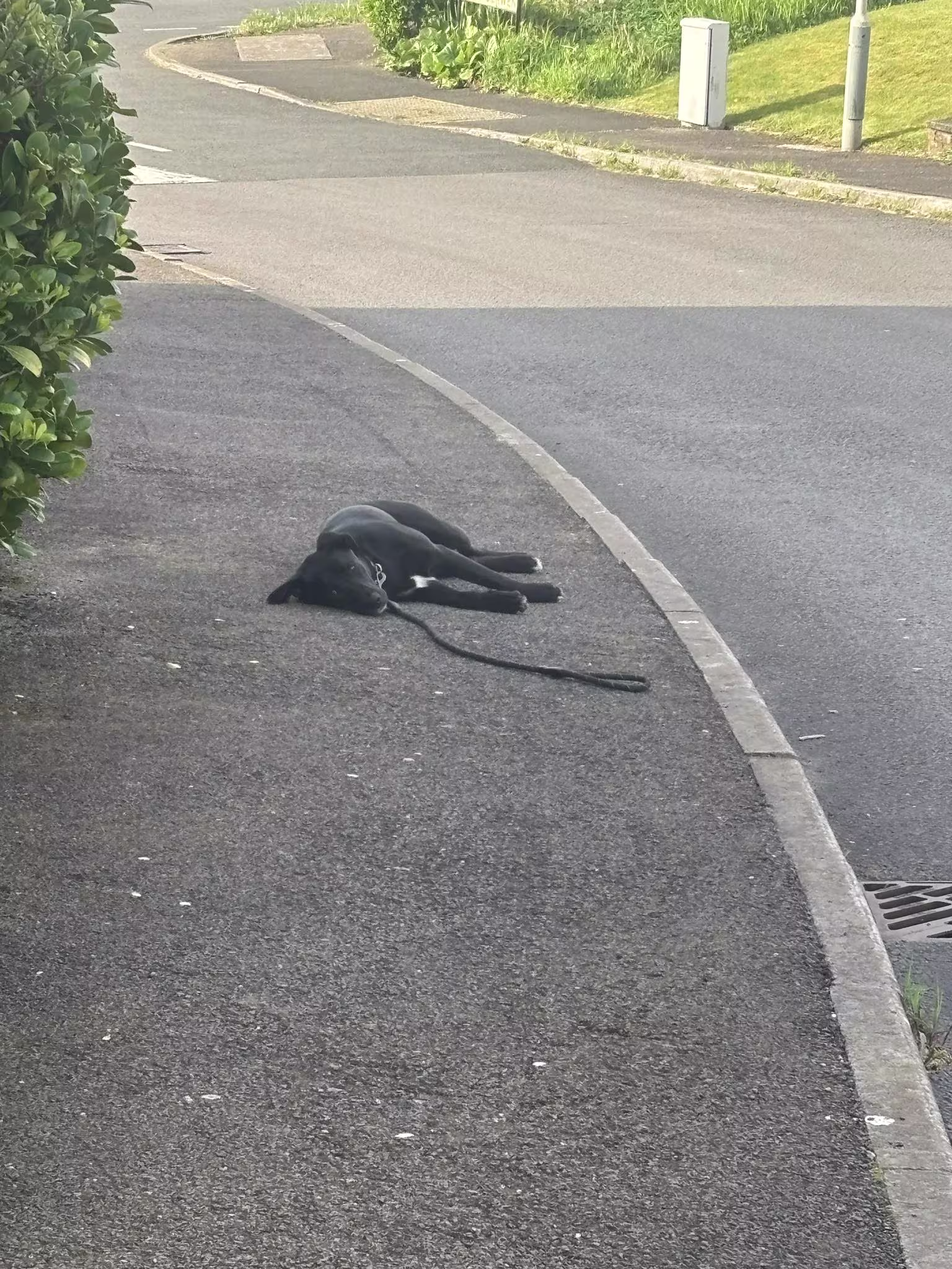 tierrettung hamburg (19)