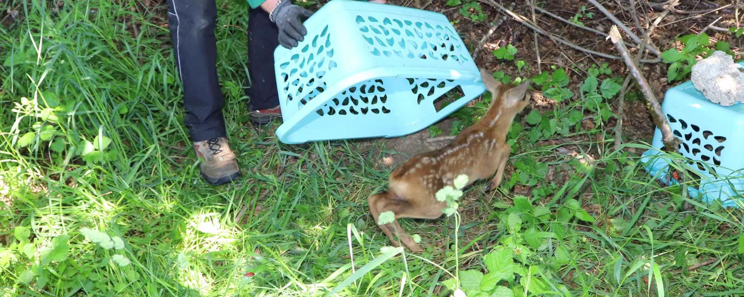 tierrettung hamburg (7)